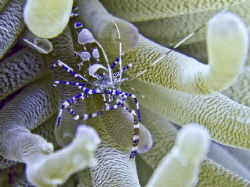 Spotted Cleaner Shrimp--Periclimenes yucatanicus by Tom Brumback 